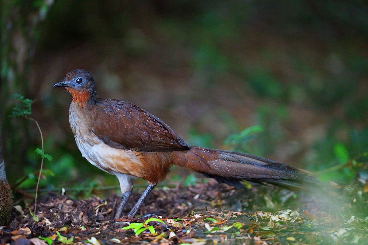 Albert's Lyrebird - ML646385901