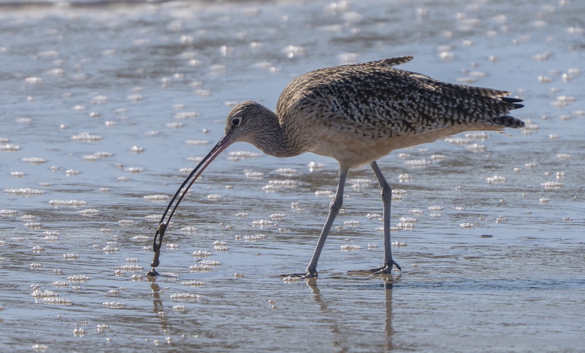 Long-billed Curlew - ML646385902