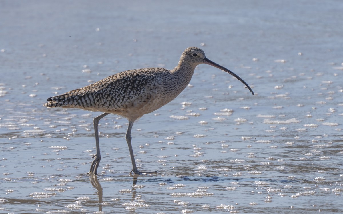 Long-billed Curlew - ML646385903