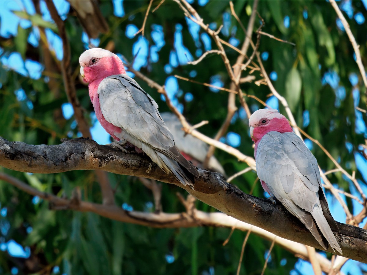 Galah - ML646385904