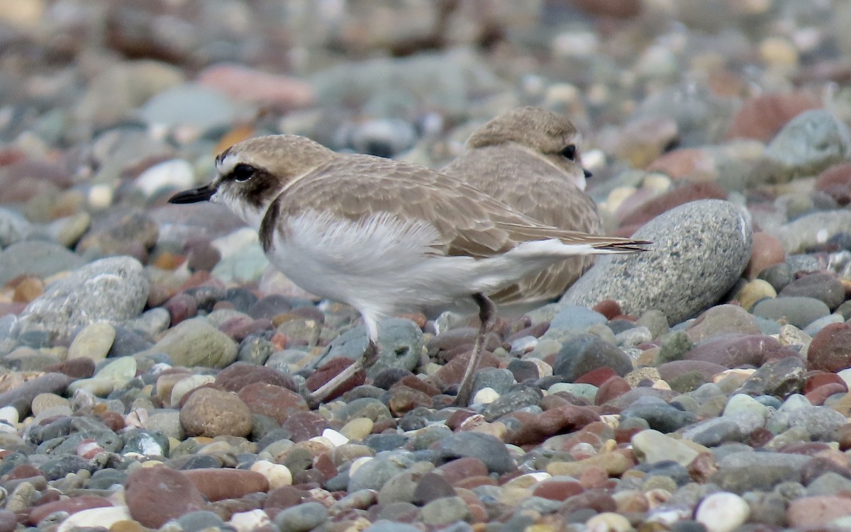 Snowy Plover - ML646385905