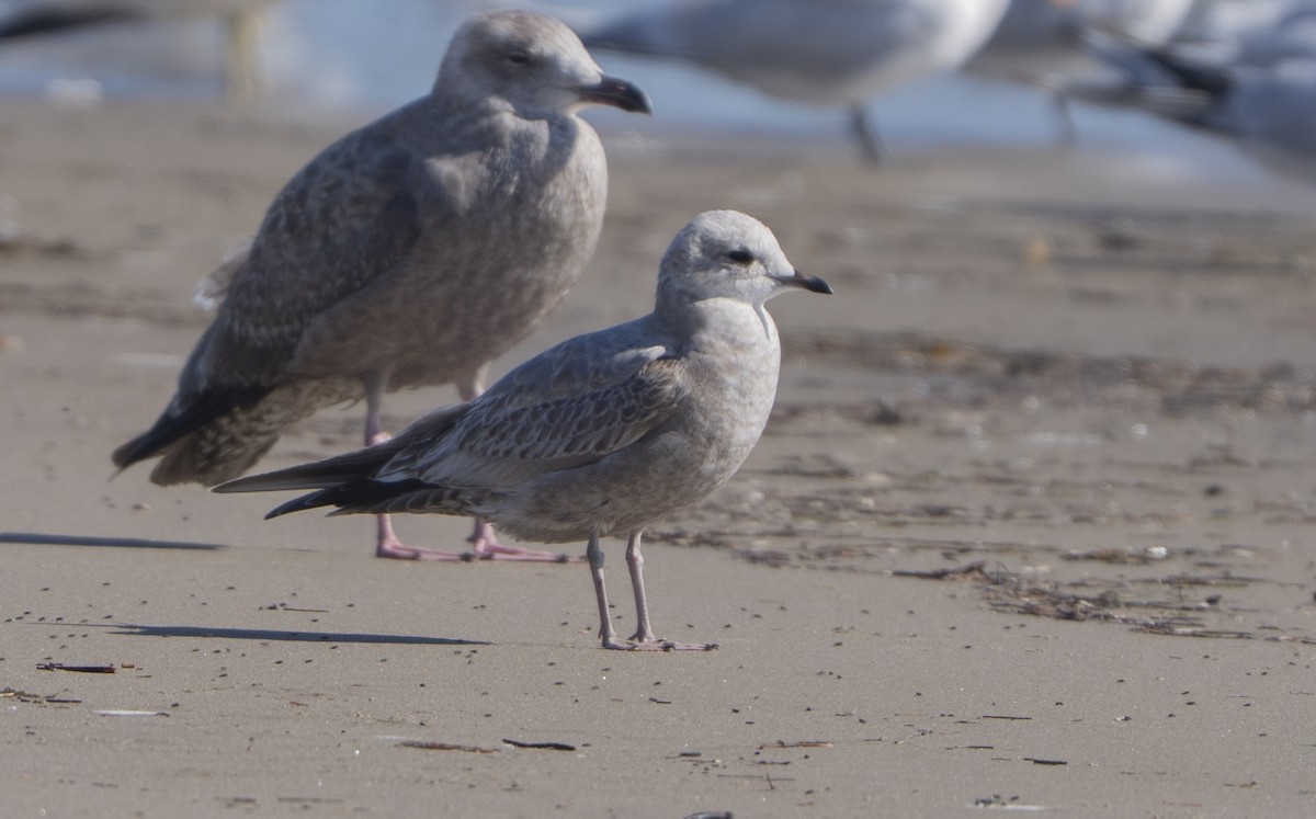 Short-billed Gull - ML646385906