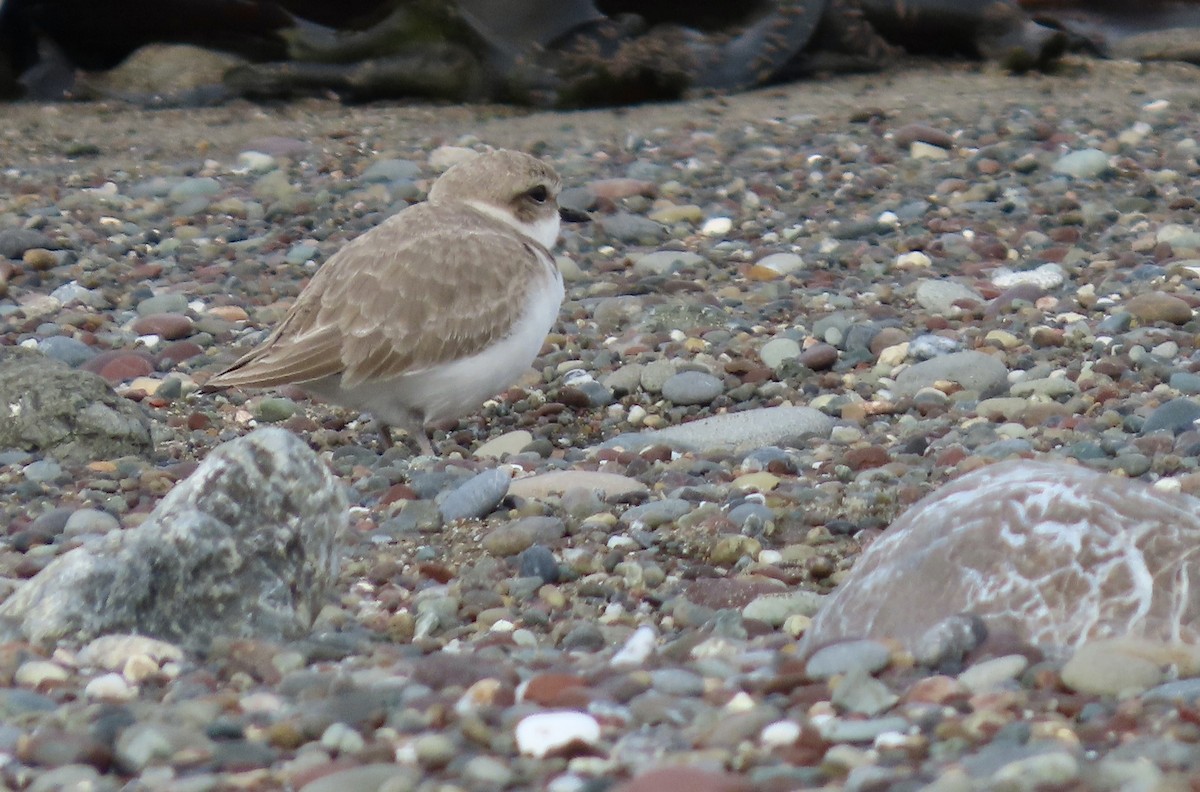 Snowy Plover - ML646385907