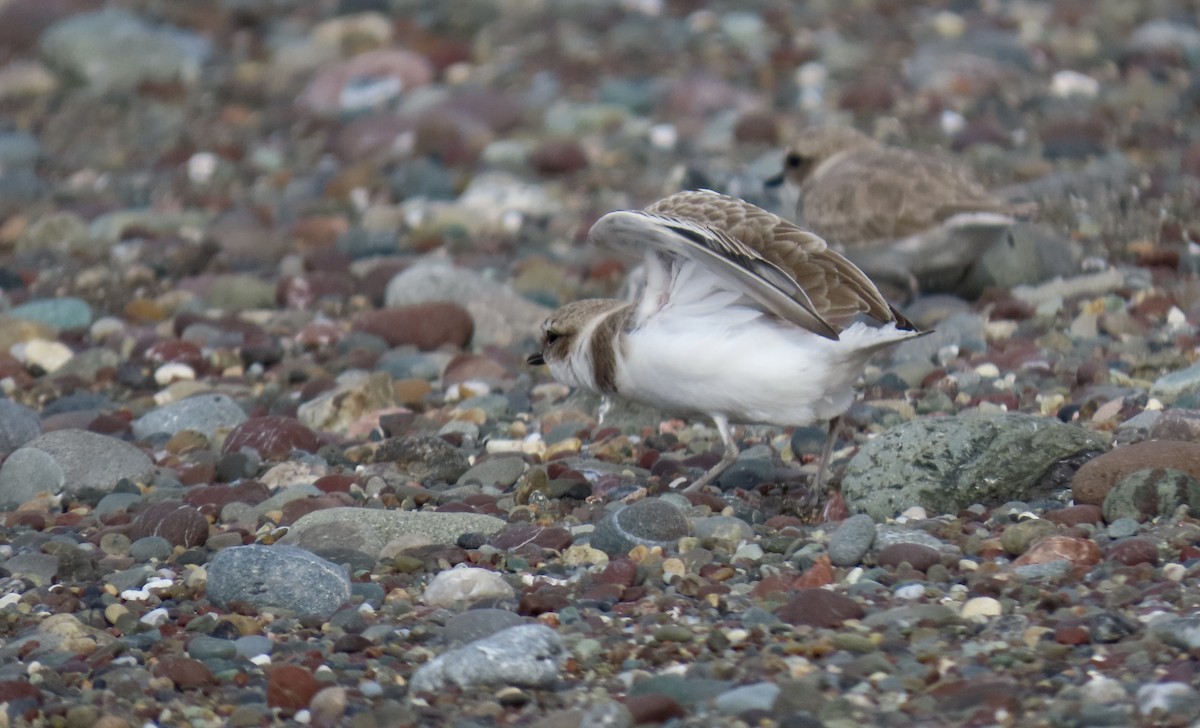 Snowy Plover - ML646385908