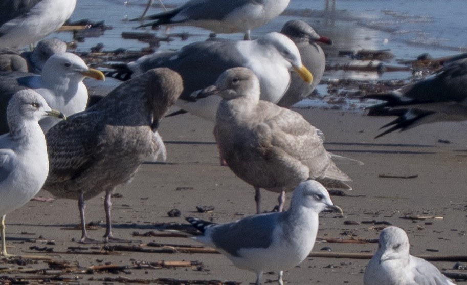 Glaucous-winged Gull - ML646385909