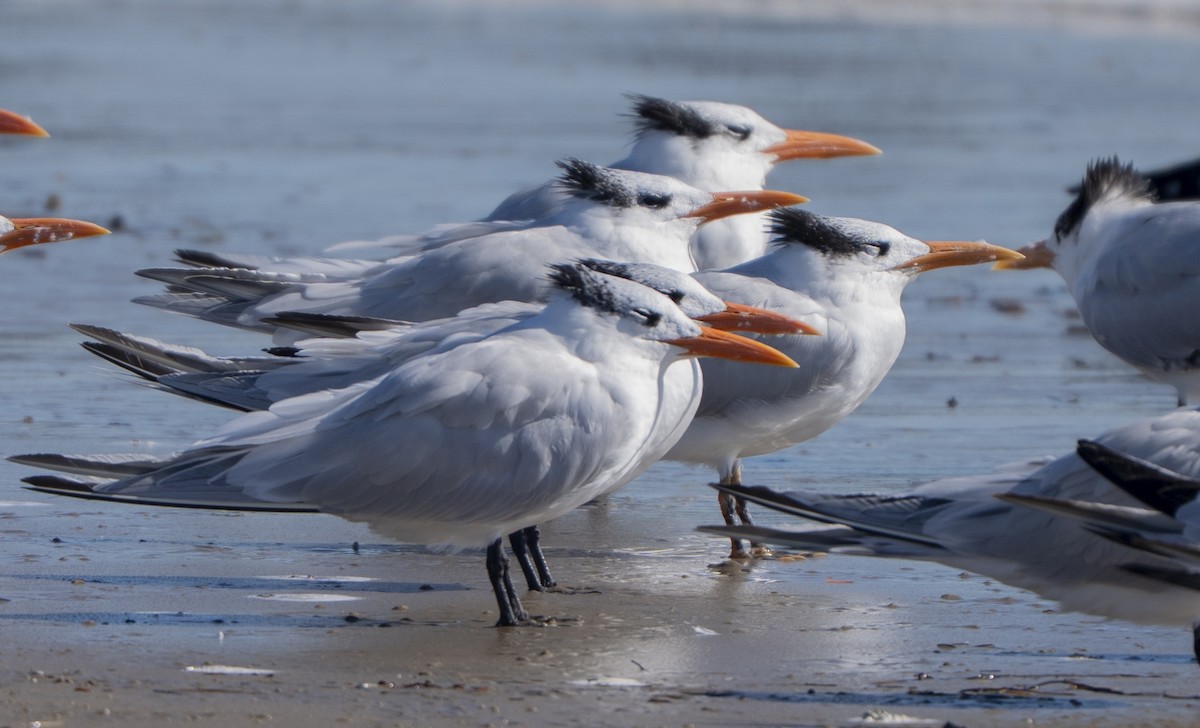 Royal Tern - ML646385910