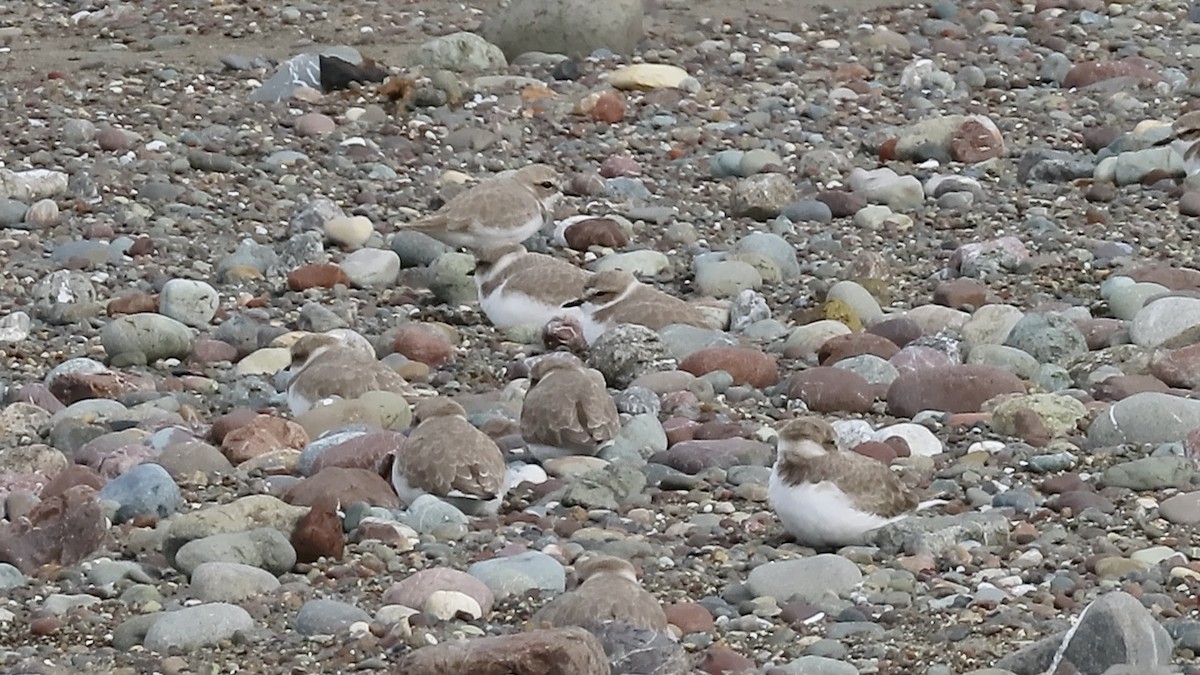 Snowy Plover - ML646385911