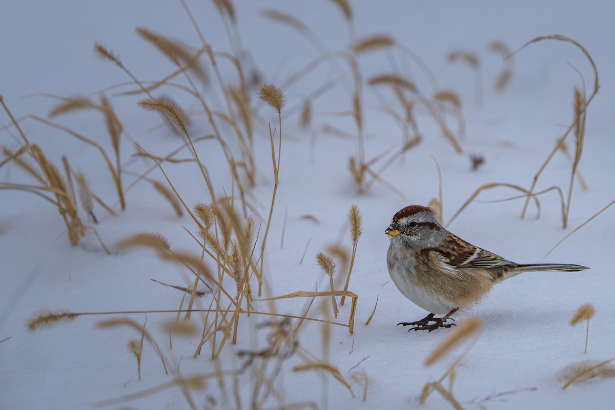 American Tree Sparrow - ML646385912