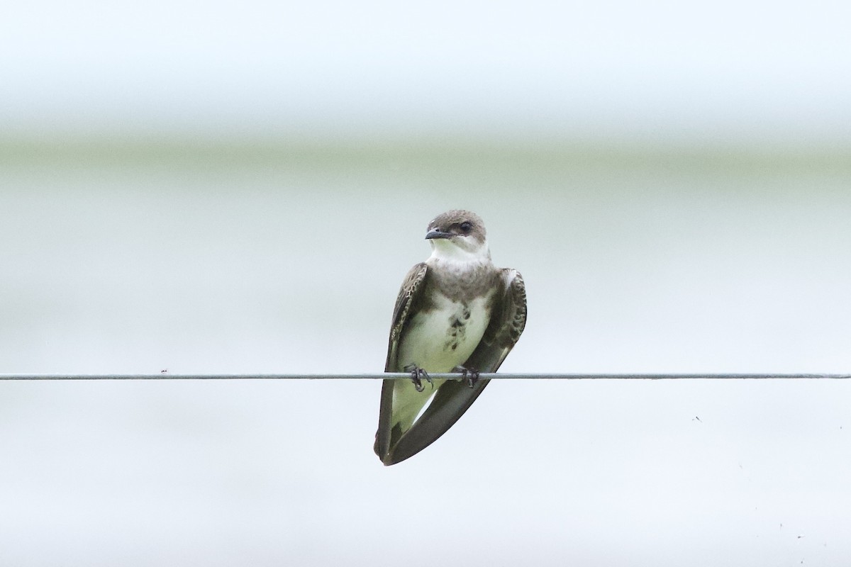 Brown-chested Martin - ML646385913