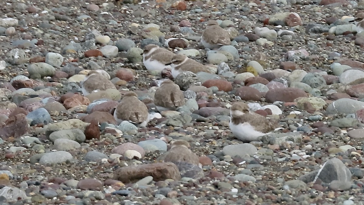 Snowy Plover - ML646385914