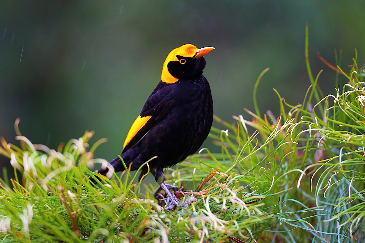 Regent Bowerbird - ML646385915