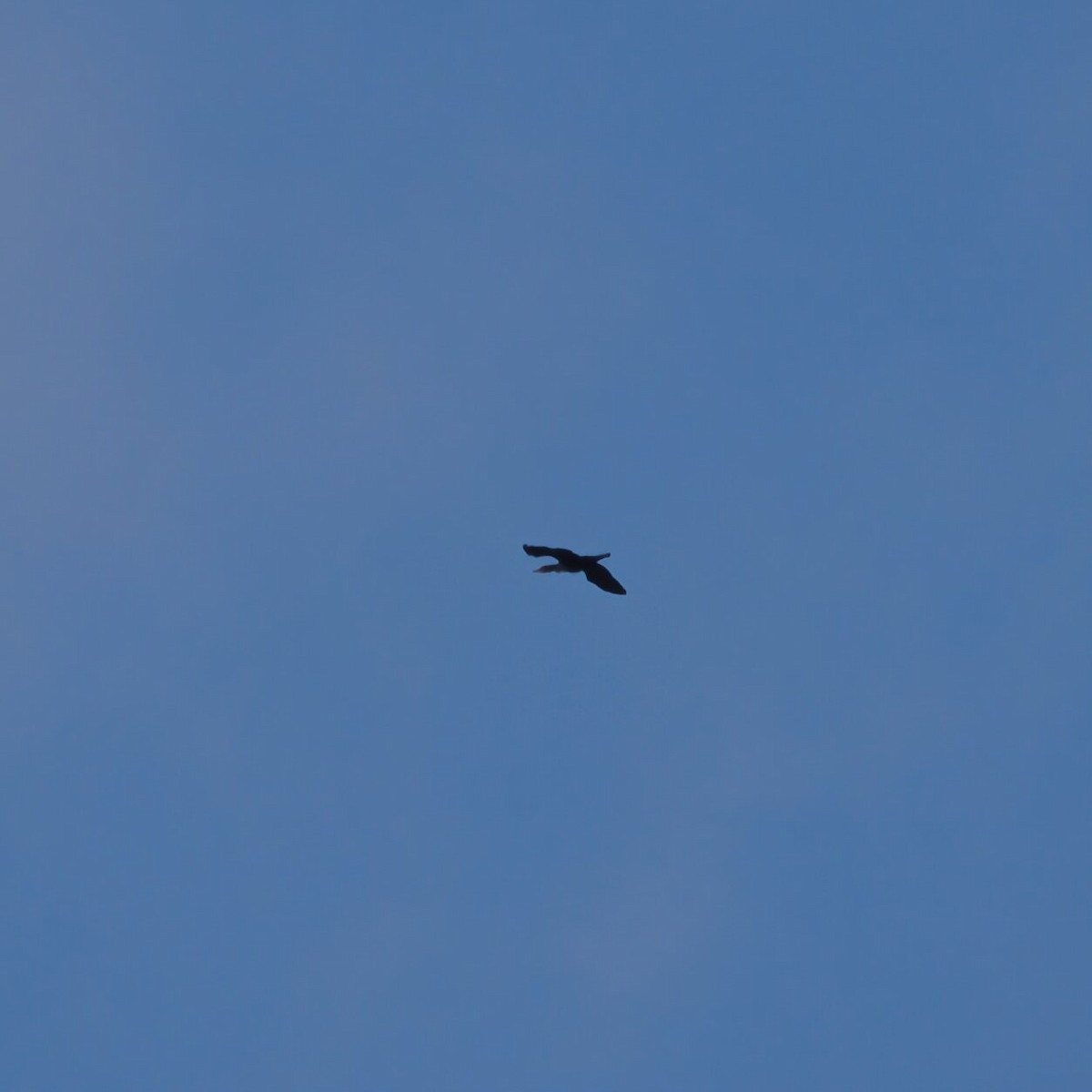 Double-crested Cormorant - ML646385916