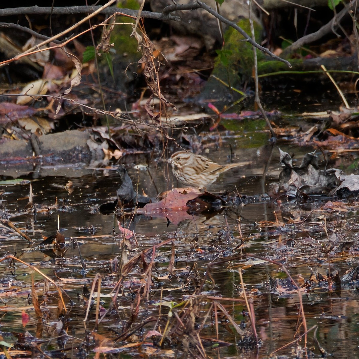 Song Sparrow - ML646385917