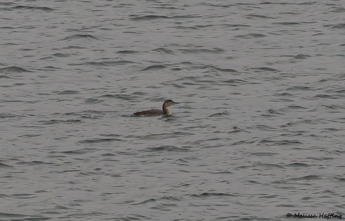 Yellow-billed Loon - ML646385918