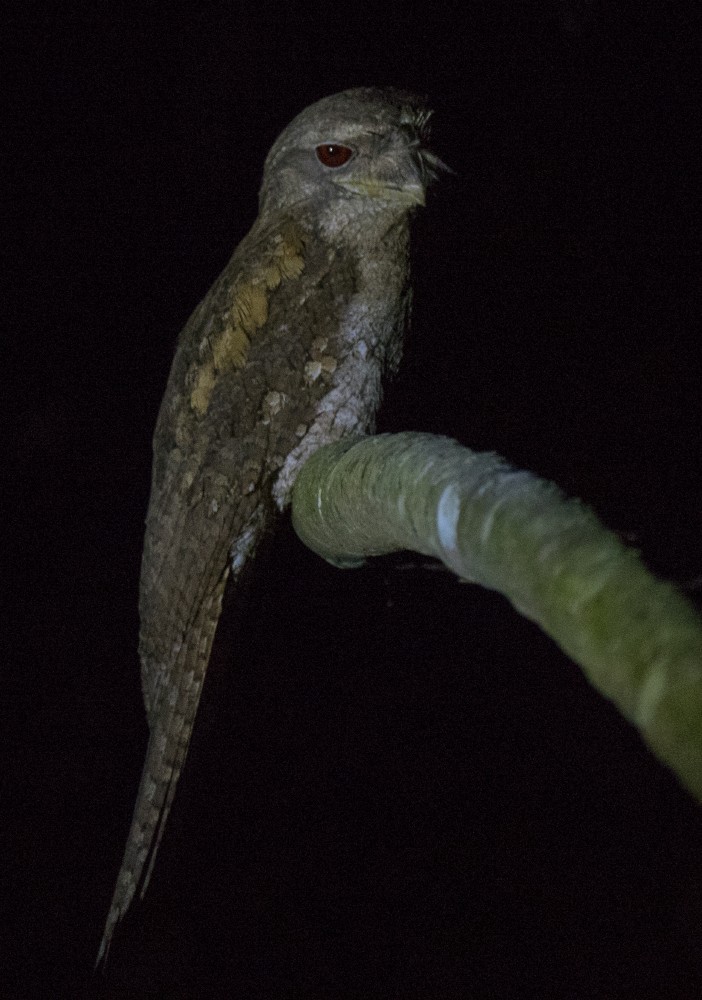 Papuan Frogmouth - ML646385919