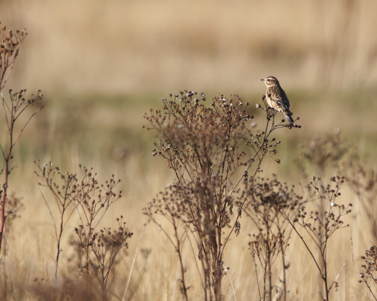Whinchat - ML646385920