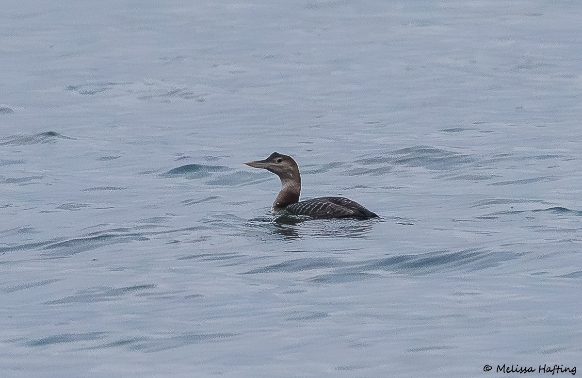 Yellow-billed Loon - ML646385927