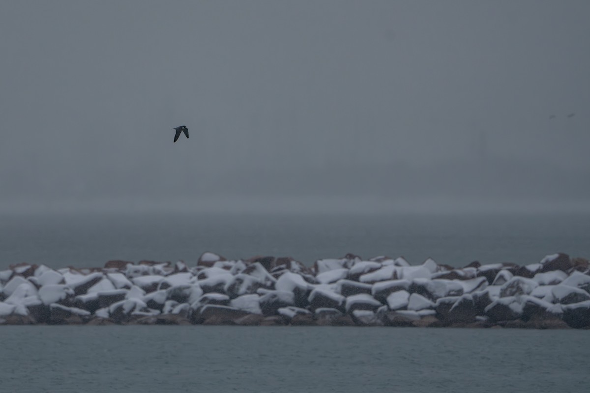 Peregrine Falcon - ML646385928