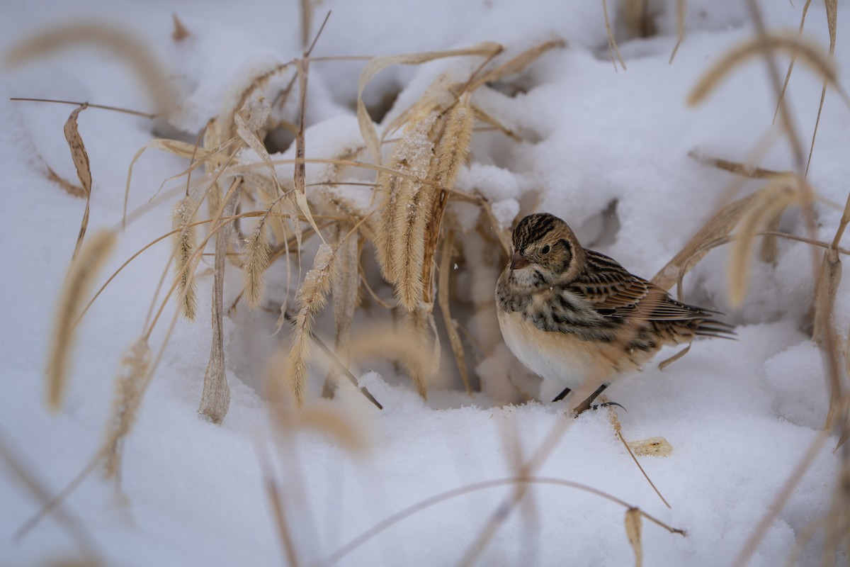 Lapland Longspur - ML646385932