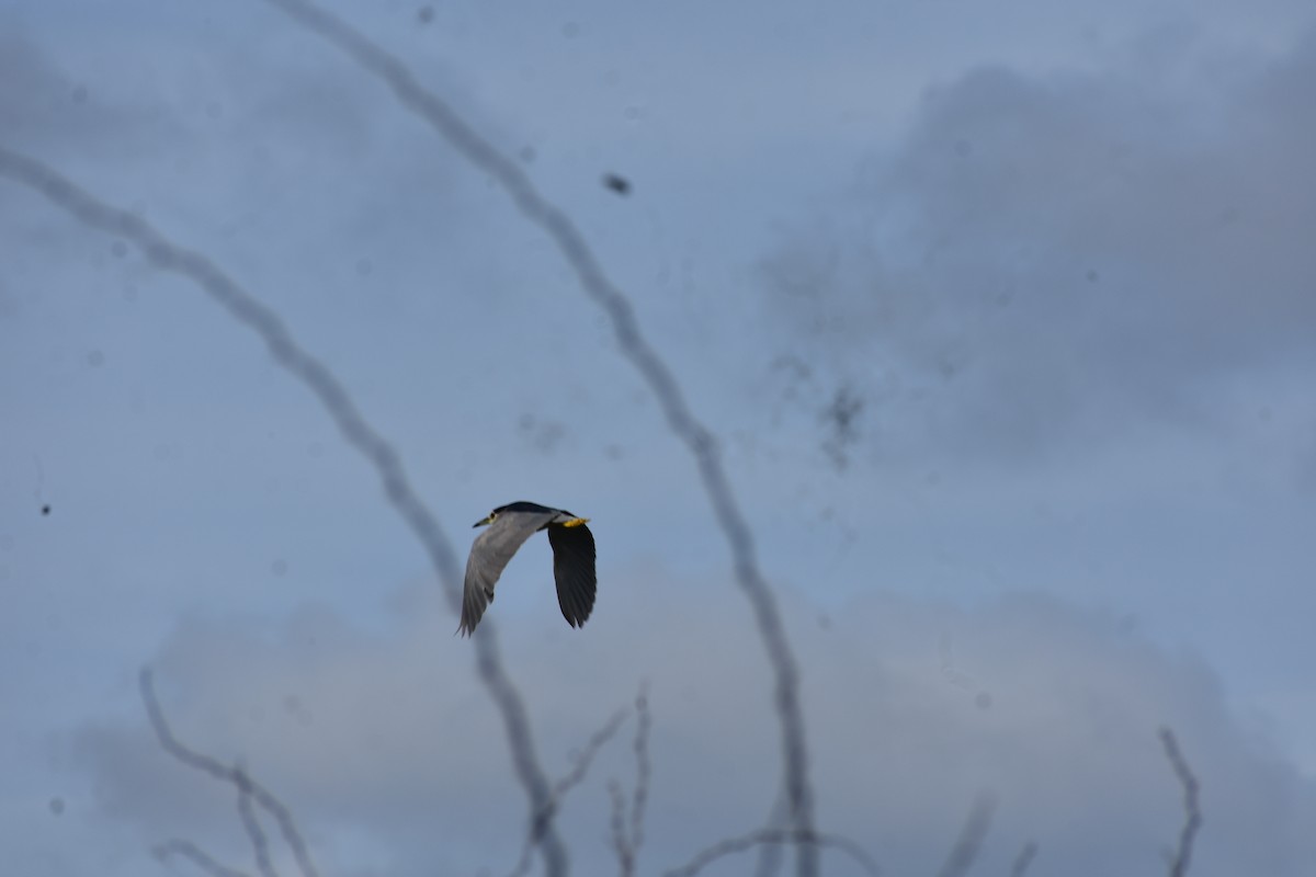 Bihoreau gris - ML646385938