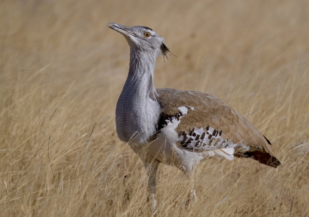 アフリカオオノガン - ML646385941