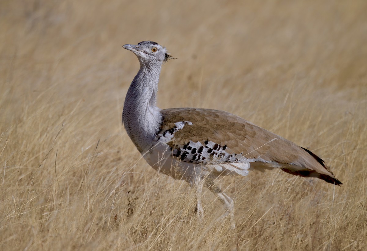 アフリカオオノガン - ML646385942