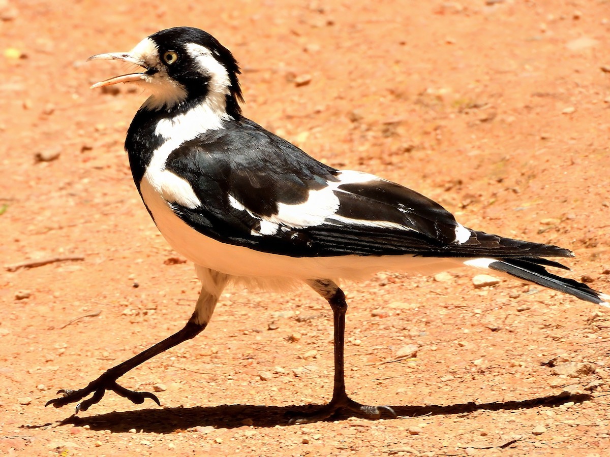 Сорочья граллина - ML646385943