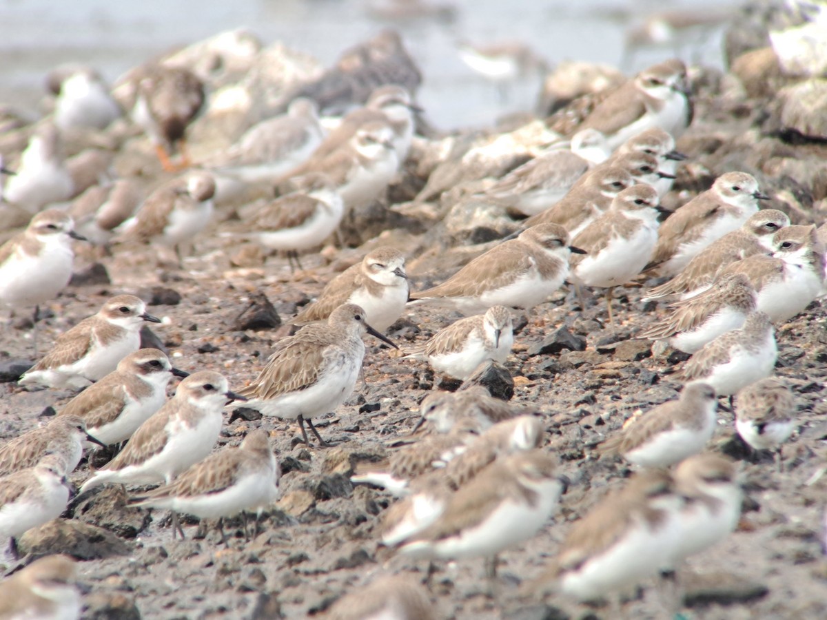 Dunlin - ML646385945