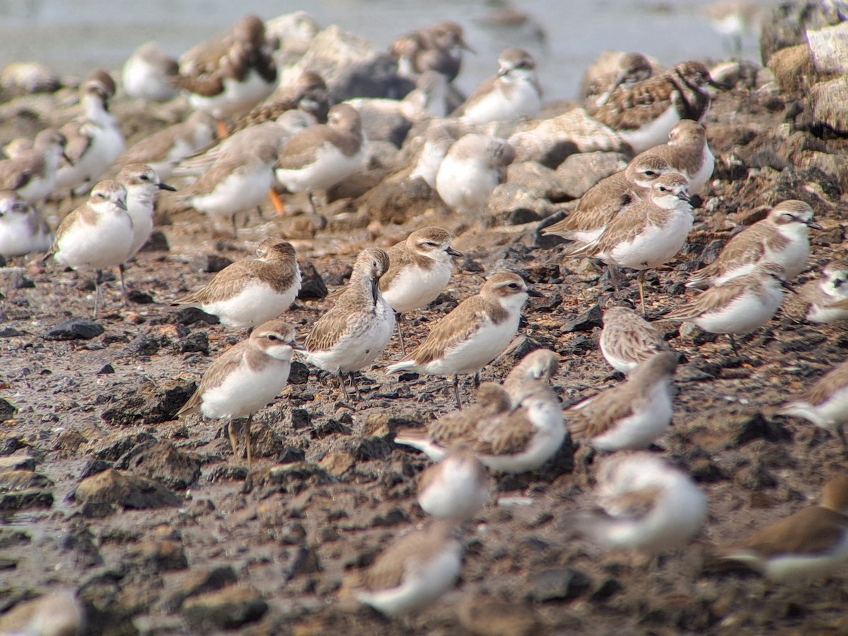 Dunlin - ML646385946