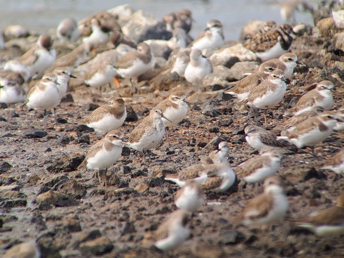 Dunlin - ML646385947