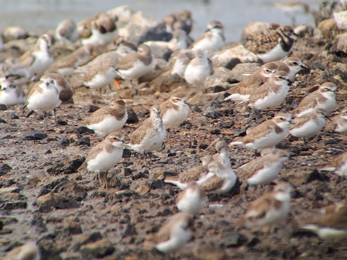 Dunlin - ML646385948