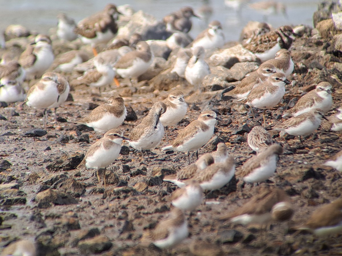 Dunlin - ML646385949