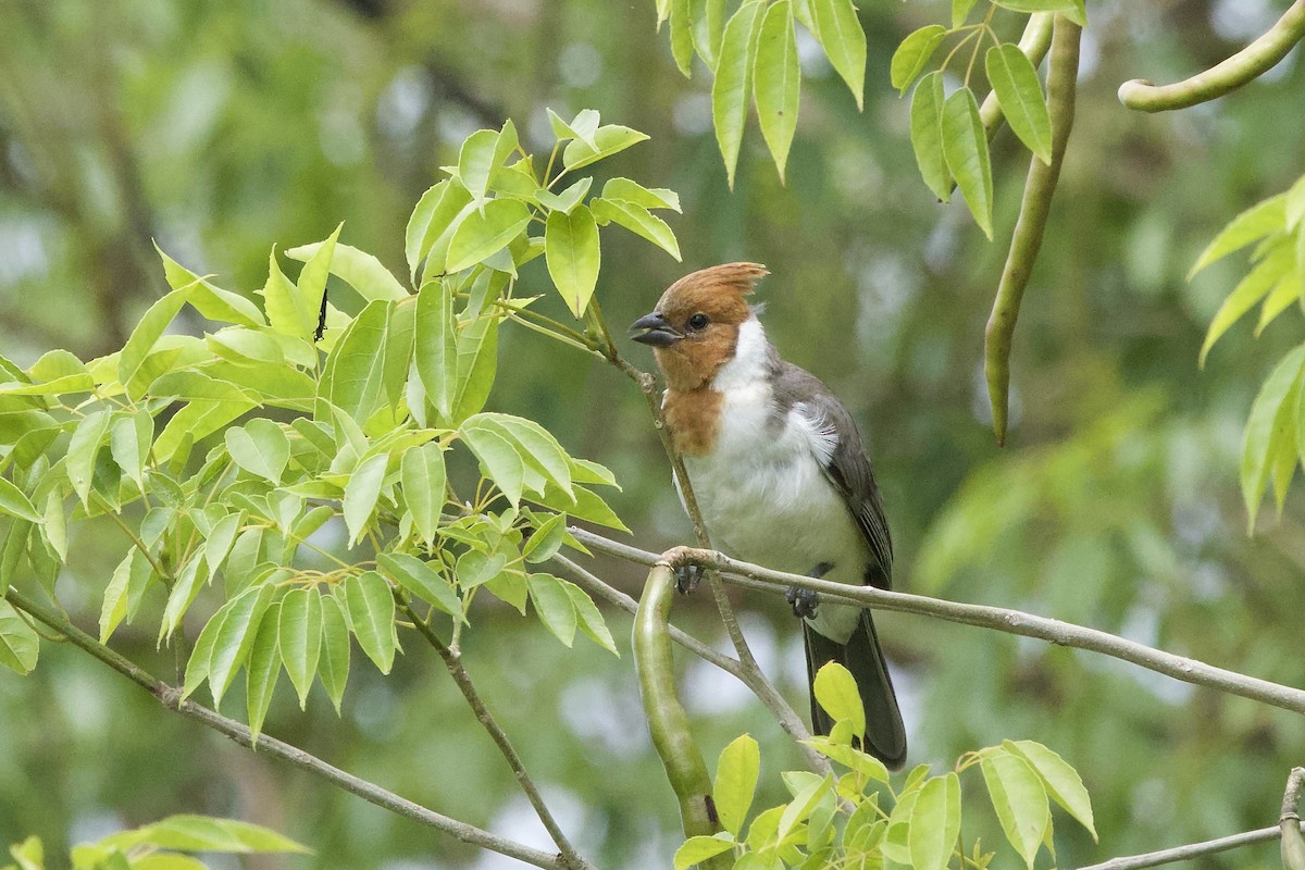 Red-crested Cardinal - ML646385950