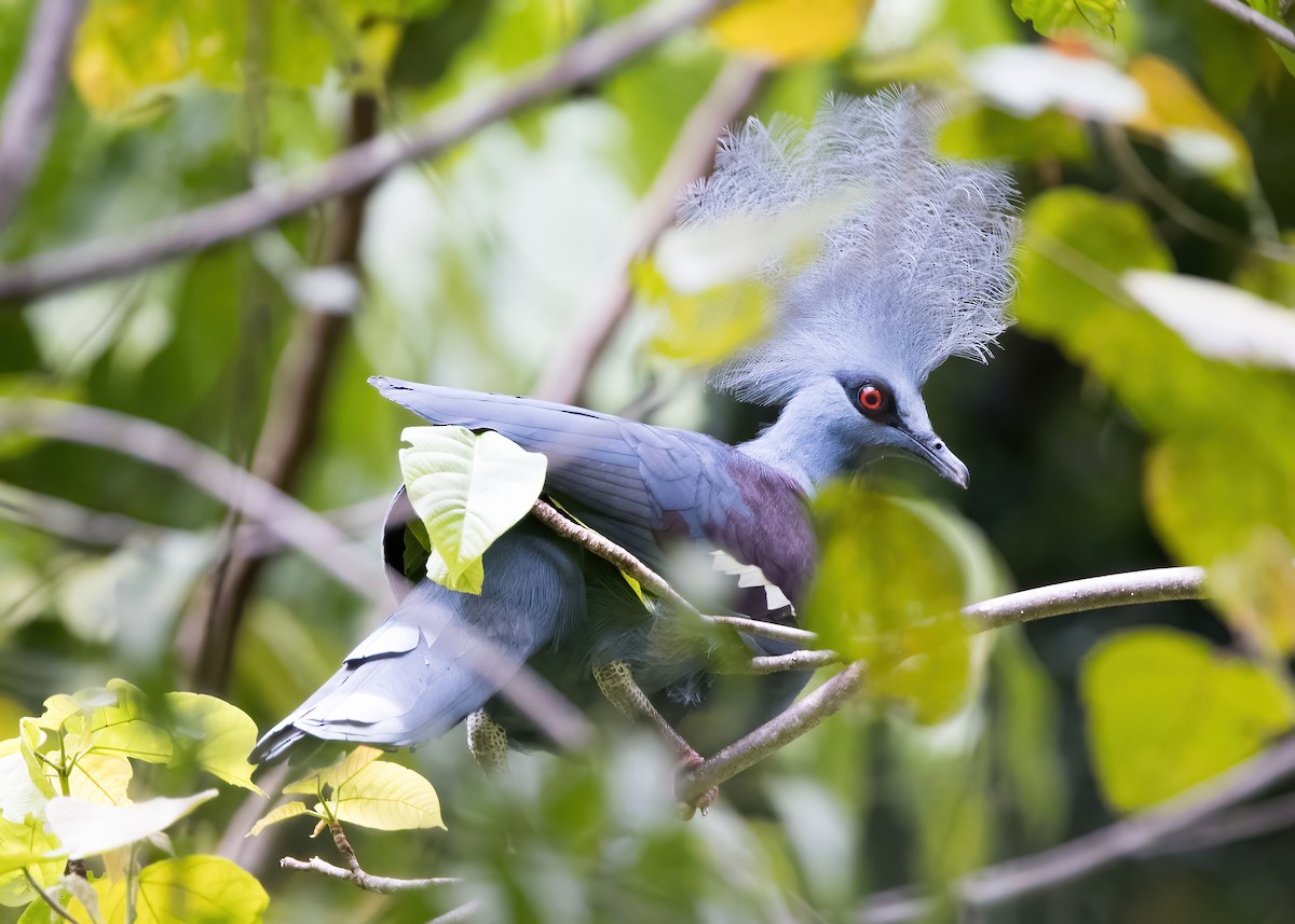 カンムリバト - ML646385952