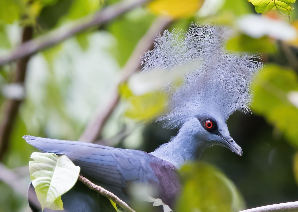 カンムリバト - ML646385953