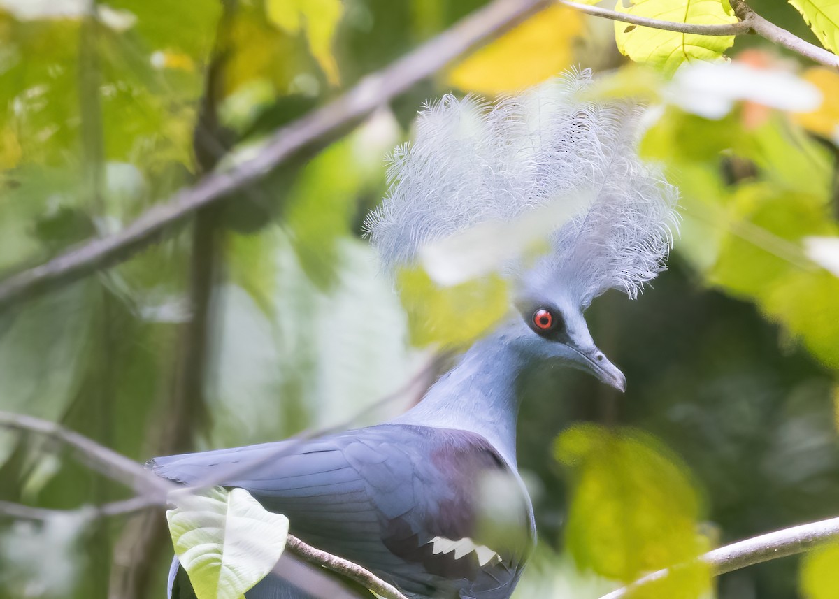 カンムリバト - ML646385954
