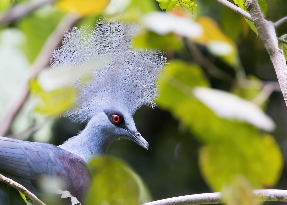 カンムリバト - ML646385955