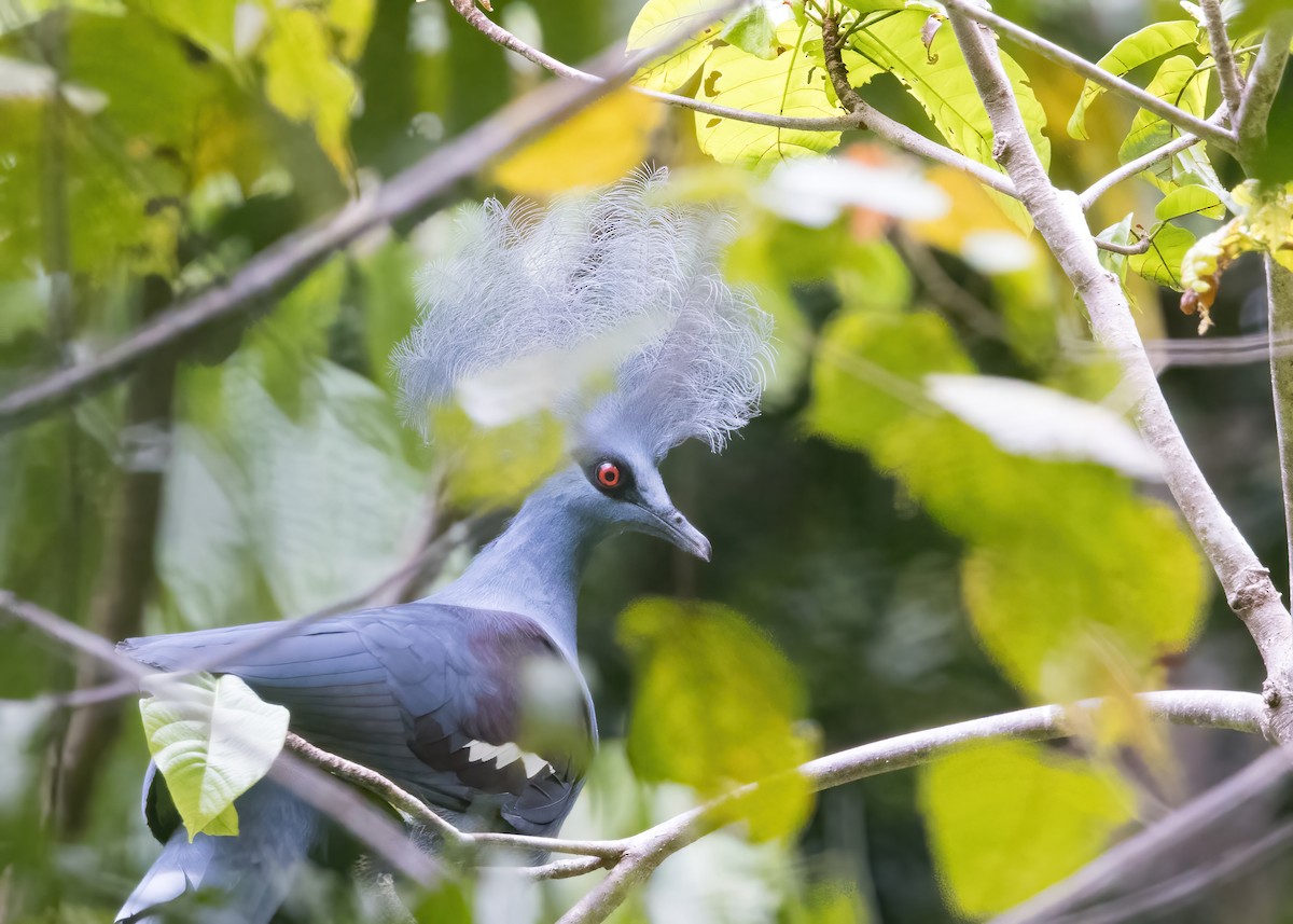 カンムリバト - ML646385956