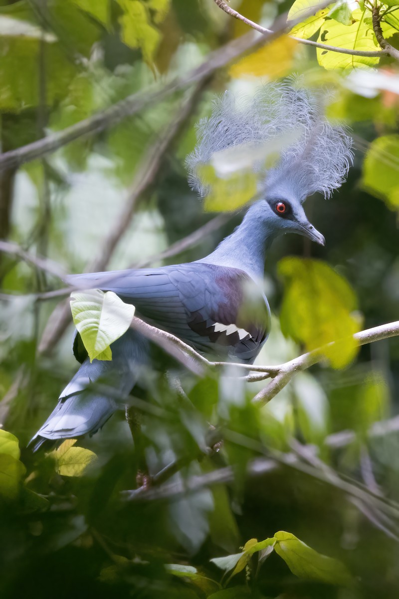 カンムリバト - ML646385957