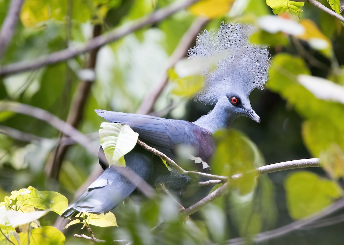 カンムリバト - ML646385958