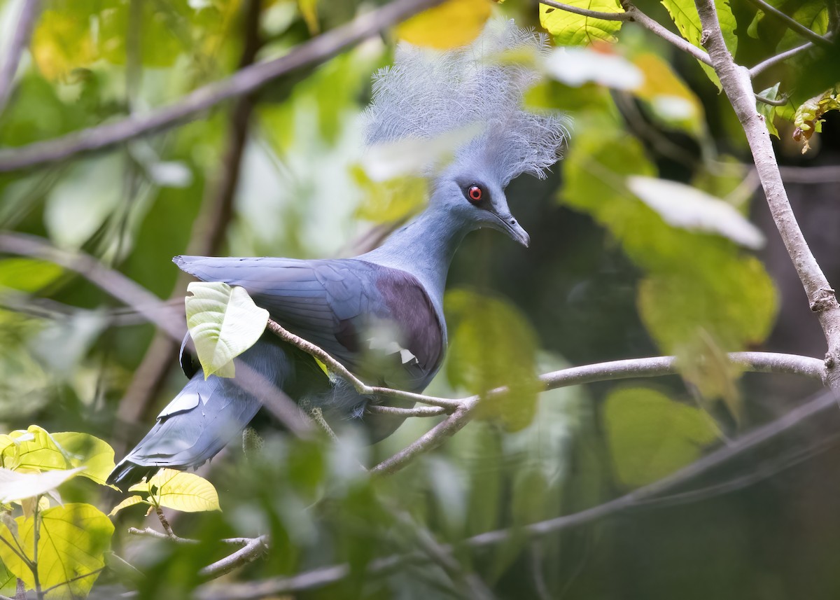 カンムリバト - ML646385959