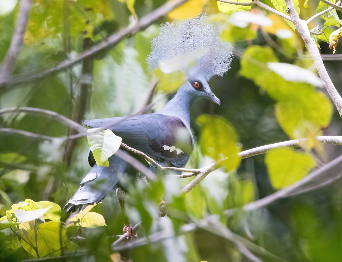 カンムリバト - ML646385960