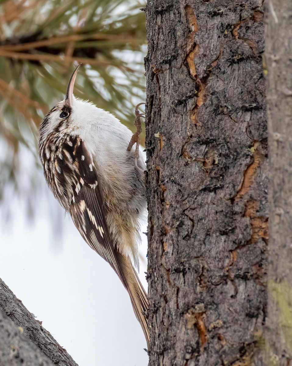 Brown Creeper - ML646385961