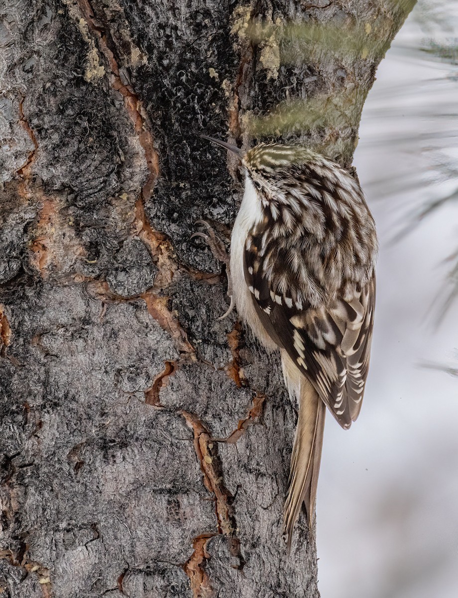 Brown Creeper - ML646385962