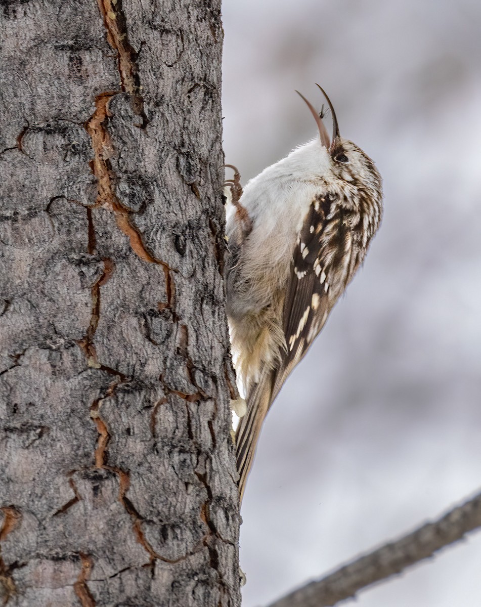 Brown Creeper - ML646385963