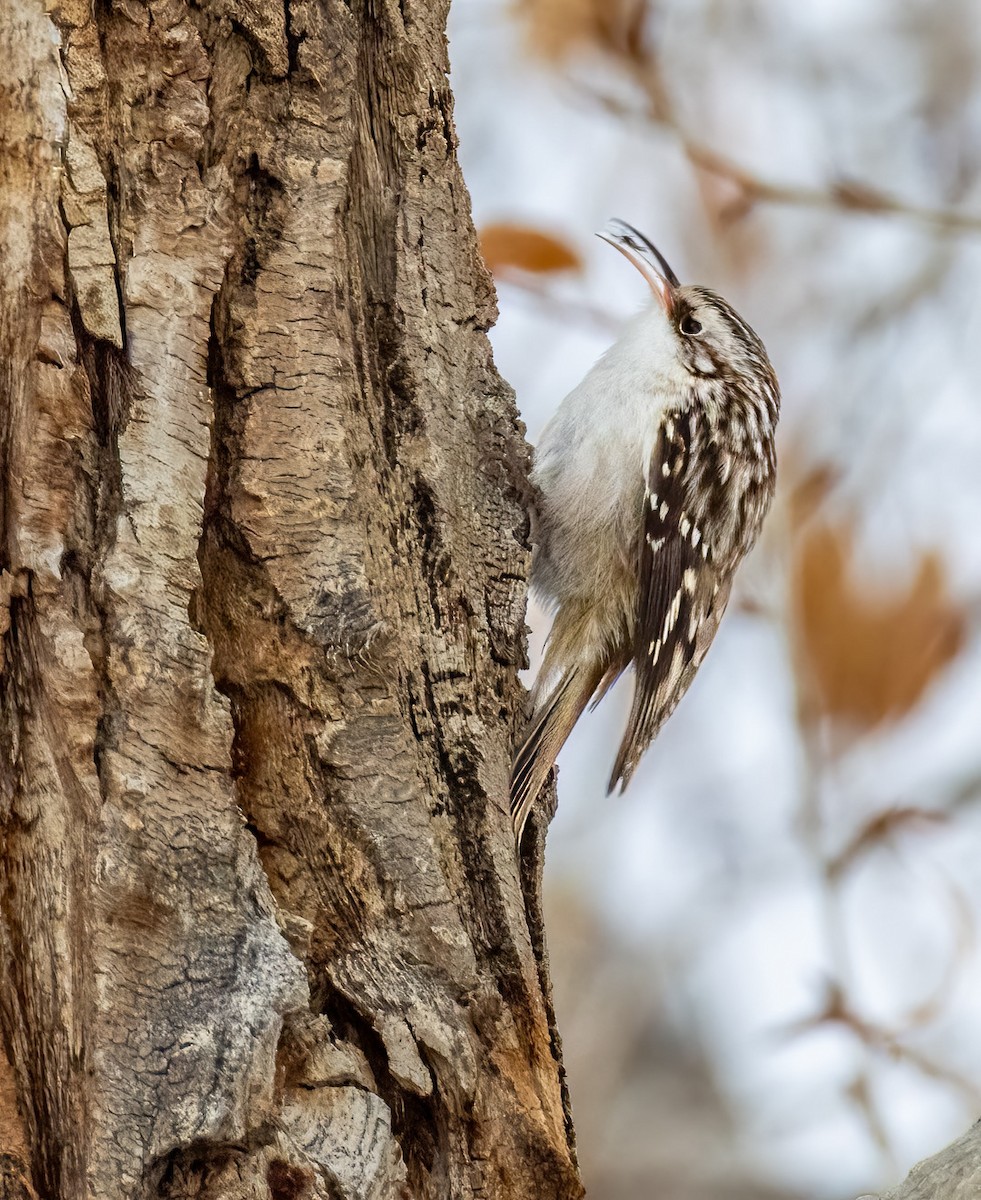Brown Creeper - ML646385964