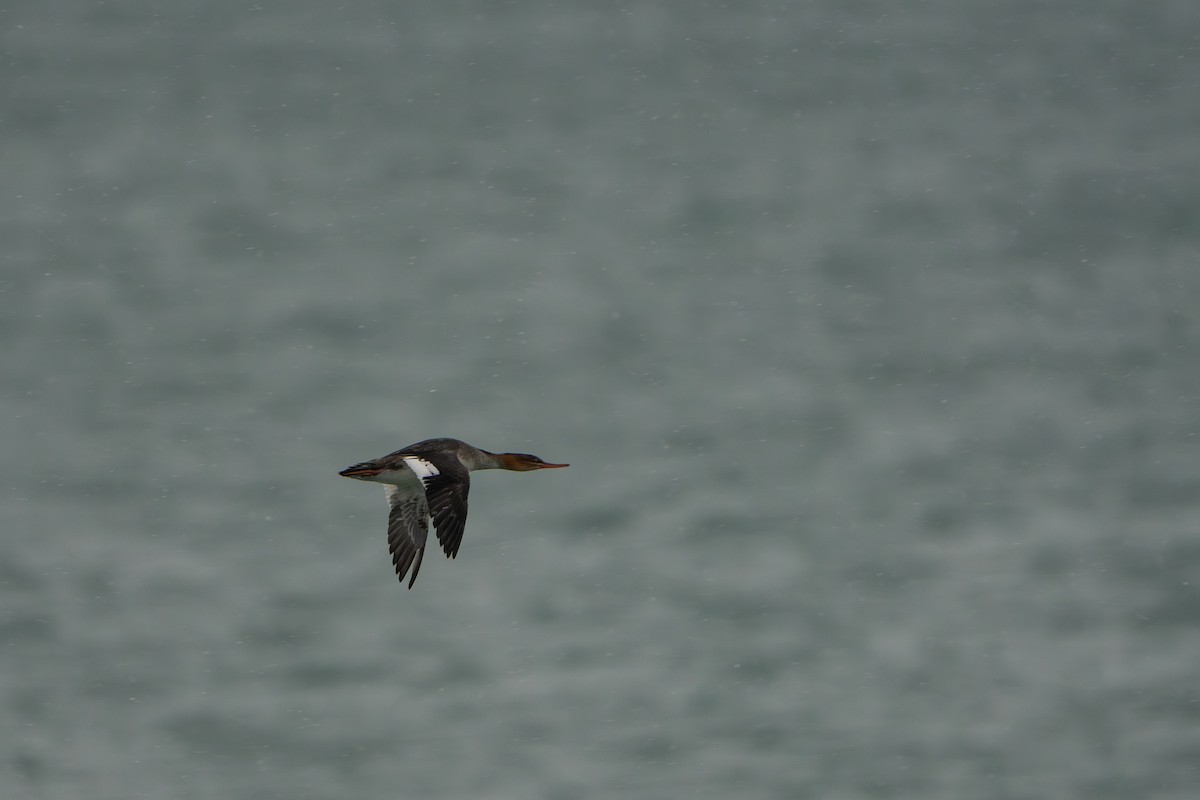 Red-breasted Merganser - ML646385966