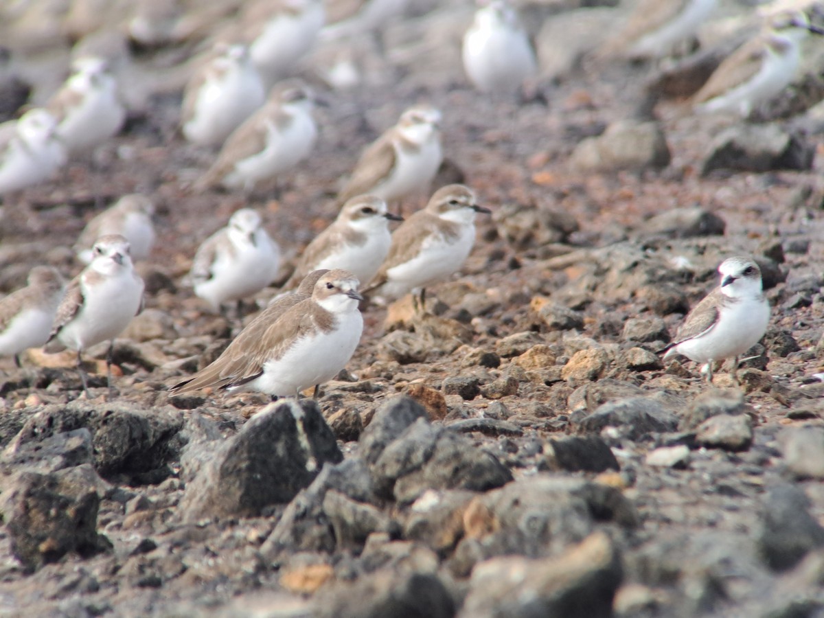 Tibetan Sand-Plover - ML646385974