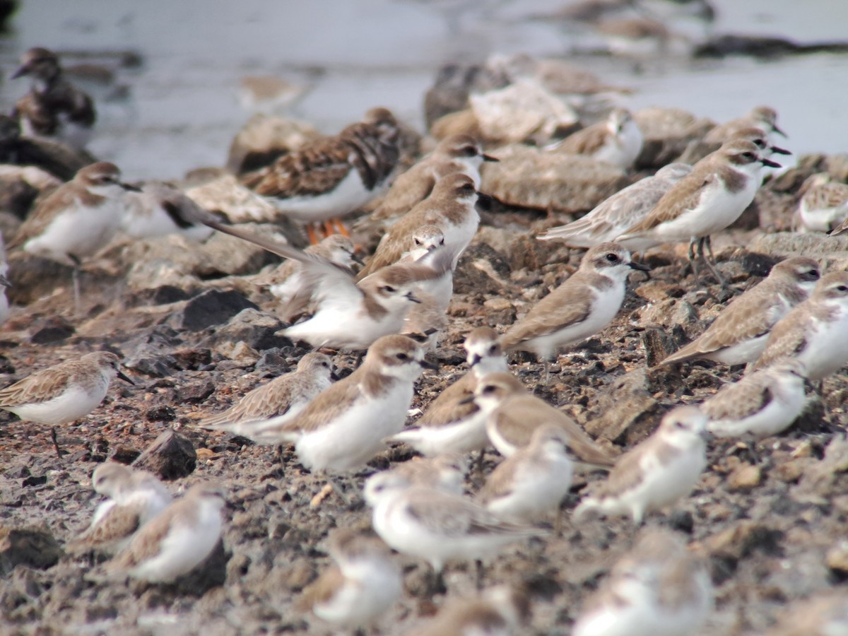 Tibetan Sand-Plover - ML646385975