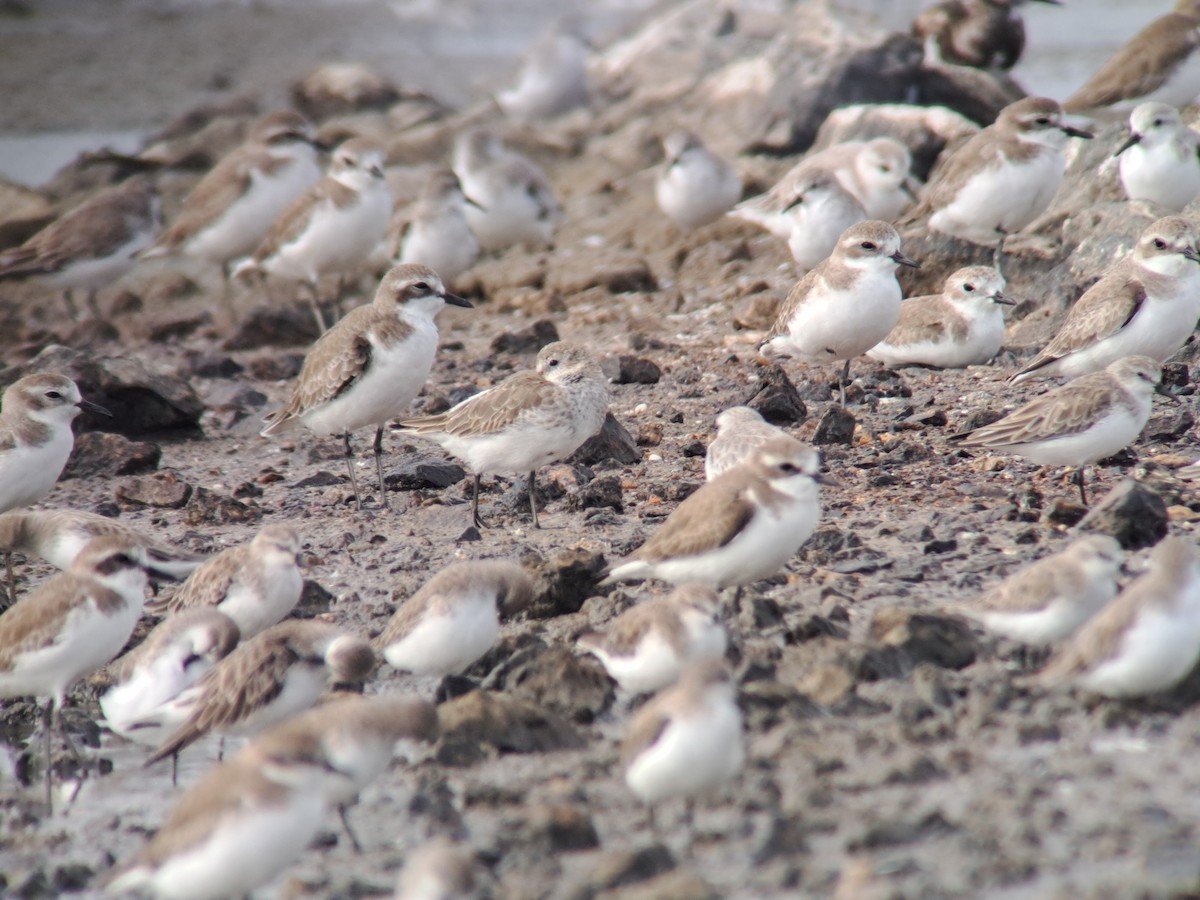Tibetan Sand-Plover - ML646385976